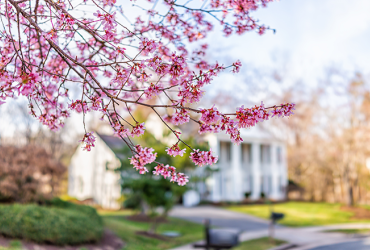 Luxury home with apple blossoms in bloom